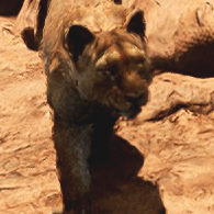 desert biome icarus wildlife animals lioness