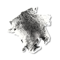 item polarbear pelt