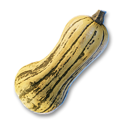 item squash