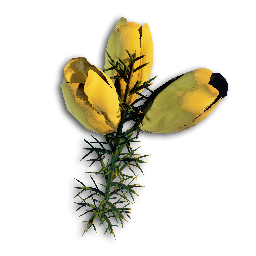 item wildtea Gorse Flower