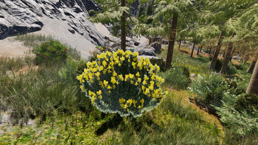 icarus wild gorse plant